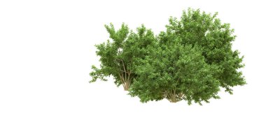 Yeşil orman ıssız. Afişler ve afişler için kullanışlı. 3d oluşturma.