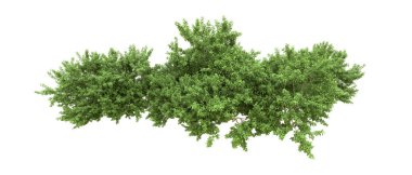 Yeşil orman ıssız. Afişler ve afişler için kullanışlı. 3d oluşturma.