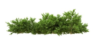 Yeşil orman ıssız. Afişler ve afişler için kullanışlı. 3d oluşturma.