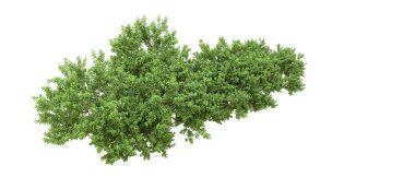 Yeşil orman ıssız. Afişler ve afişler için kullanışlı. 3d oluşturma.