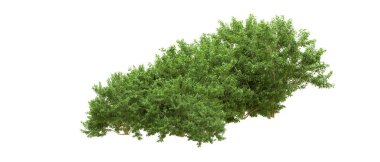 Yeşil orman ıssız. Afişler ve afişler için kullanışlı. 3d oluşturma.