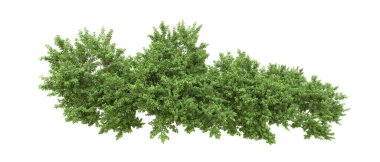 Yeşil orman ıssız. Afişler ve afişler için kullanışlı. 3d oluşturma.