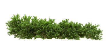 Yeşil orman ıssız. Afişler ve afişler için kullanışlı. 3d oluşturma.