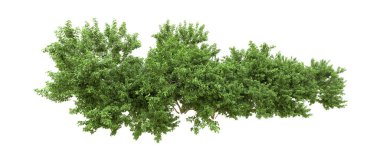 Yeşil orman ıssız. Afişler ve afişler için kullanışlı. 3d oluşturma.