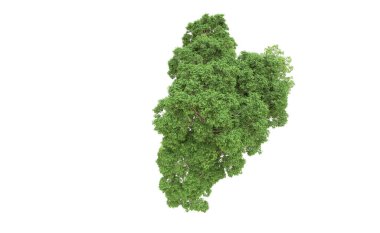 Yeşil orman ıssız. Afişler ve afişler için kullanışlı. 3d oluşturma.