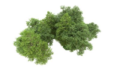 Yeşil orman ıssız. Afişler ve afişler için kullanışlı. 3d oluşturma.