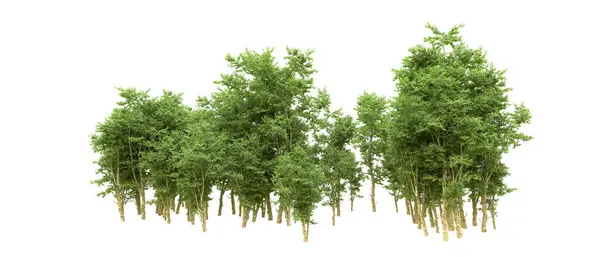 Yeşil orman ıssız. Afişler ve afişler için kullanışlı. 3d oluşturma.