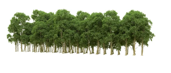 Yeşil orman ıssız. Afişler ve afişler için kullanışlı. 3d oluşturma.