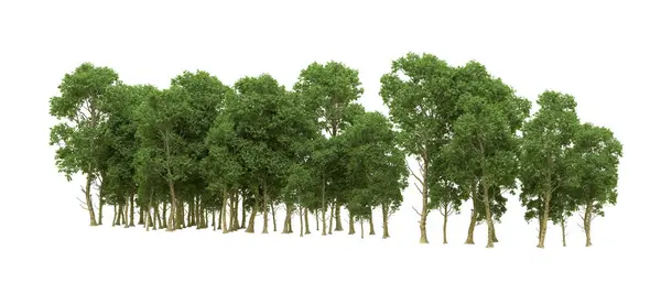 Yeşil orman ıssız. Afişler ve afişler için kullanışlı. 3d oluşturma.