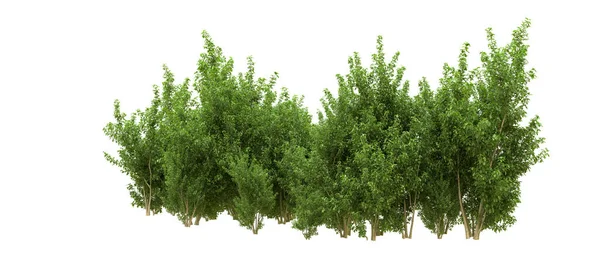 Yeşil orman ıssız. Afişler ve afişler için kullanışlı. 3d oluşturma.