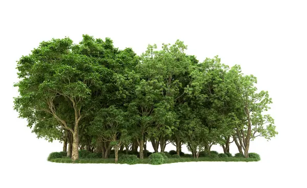 Yeşil orman ıssız. Afişler ve afişler için kullanışlı. 3d oluşturma.