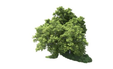 Beyaz arkaplanda bir grup ağaç