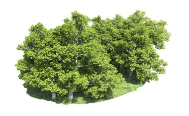 Beyaz arkaplanda bir grup ağaç