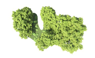 Beyaz arkaplanda bir grup ağaç