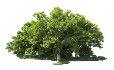 Beyaz arkaplanda bir grup ağaç