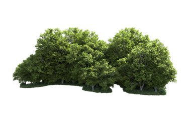 Beyaz arkaplanda bir grup ağaç