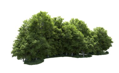 Beyaz arkaplanda bir grup ağaç