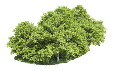 Beyaz arkaplanda bir grup ağaç