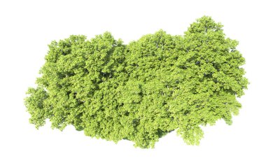 Beyaz arkaplanda bir grup ağaç