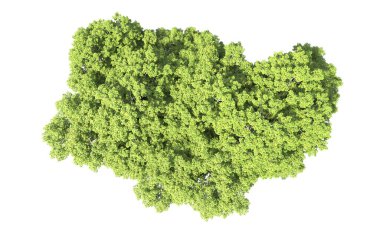 Beyaz arkaplanda bir grup ağaç