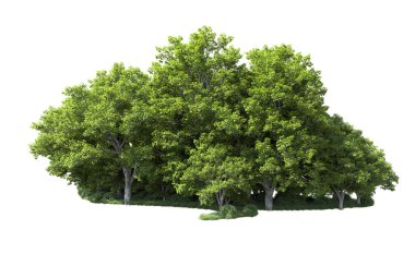 Beyaz arkaplanda bir grup ağaç