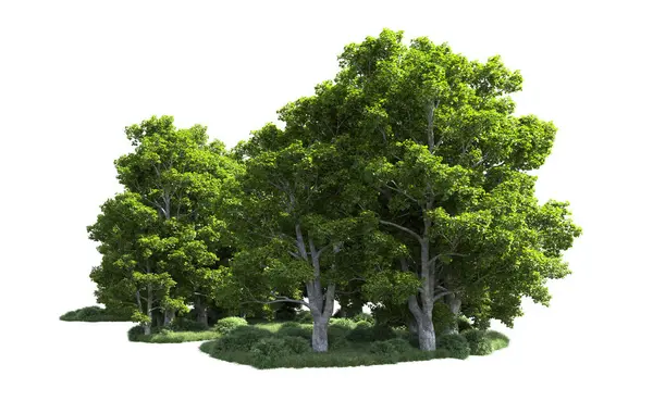 Beyaz arkaplanda bir grup ağaç