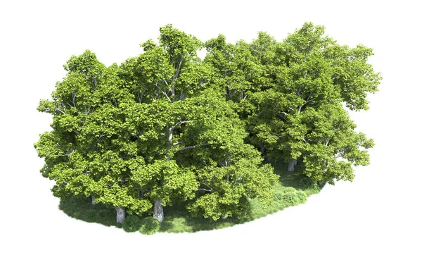 Beyaz arkaplanda bir grup ağaç
