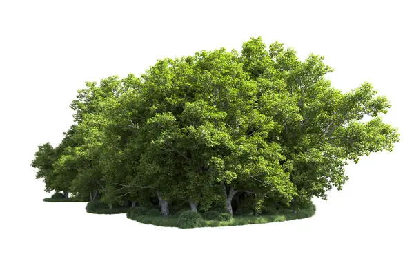 Beyaz arkaplanda bir grup ağaç