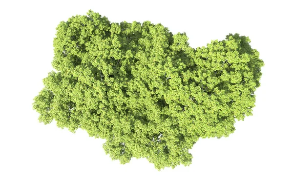 Beyaz arkaplanda bir grup ağaç