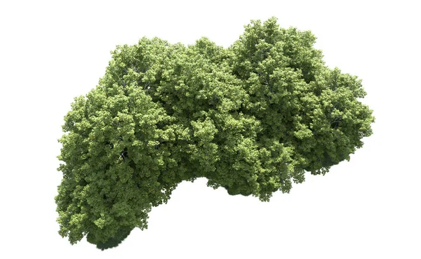 Beyaz arkaplanda bir grup ağaç