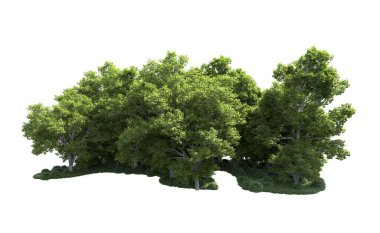 Beyaz arkaplanda bir grup ağaç