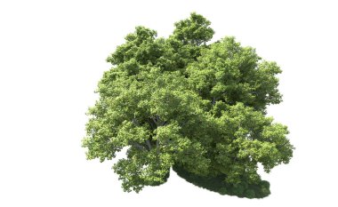 Beyaz arkaplanda bir grup ağaç