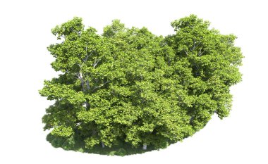 Beyaz arkaplanda bir grup ağaç