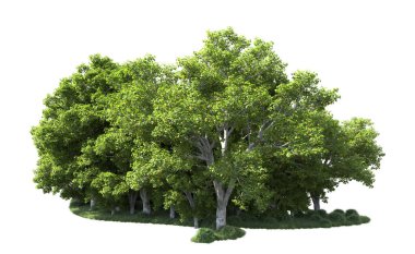 Beyaz arkaplanda bir grup ağaç