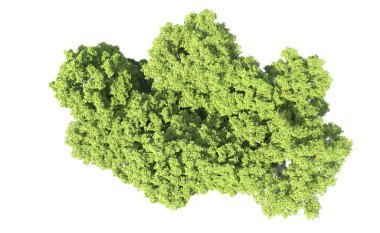 Beyaz arkaplanda bir grup ağaç