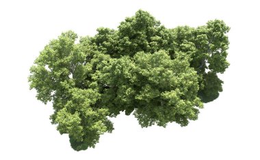 Beyaz arkaplanda bir grup ağaç