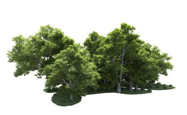 Beyaz arkaplanda bir grup ağaç