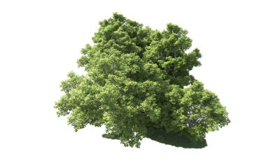 Beyaz arkaplanda bir grup ağaç