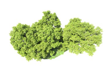 Beyaz arkaplanda bir grup ağaç