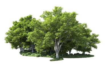 Beyaz arkaplanda bir grup ağaç