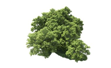 Beyaz arkaplanda bir grup ağaç