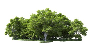 Beyaz arkaplanda bir grup ağaç