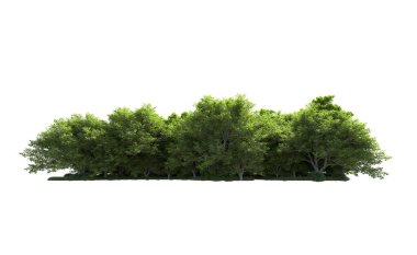 Beyaz arkaplanda bir grup ağaç