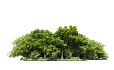 Beyaz arkaplanda bir grup ağaç