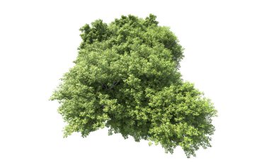 Beyaz arkaplanda bir grup ağaç