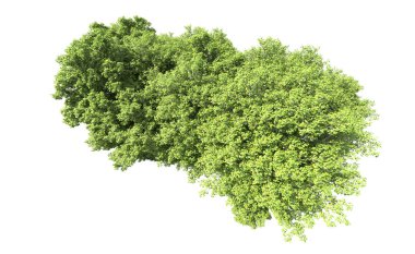 Beyaz arkaplanda bir grup ağaç