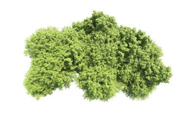 Beyaz arkaplanda bir grup ağaç