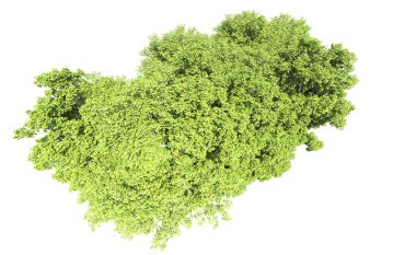 Beyaz arkaplanda bir grup ağaç