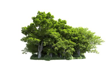 Beyaz arkaplanda bir grup ağaç