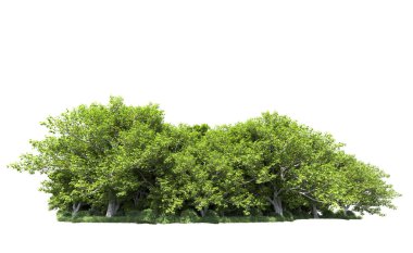 Beyaz arkaplanda bir grup ağaç